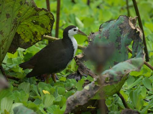 20091023_380296_White-breasted_Waterhen_5454.jpg