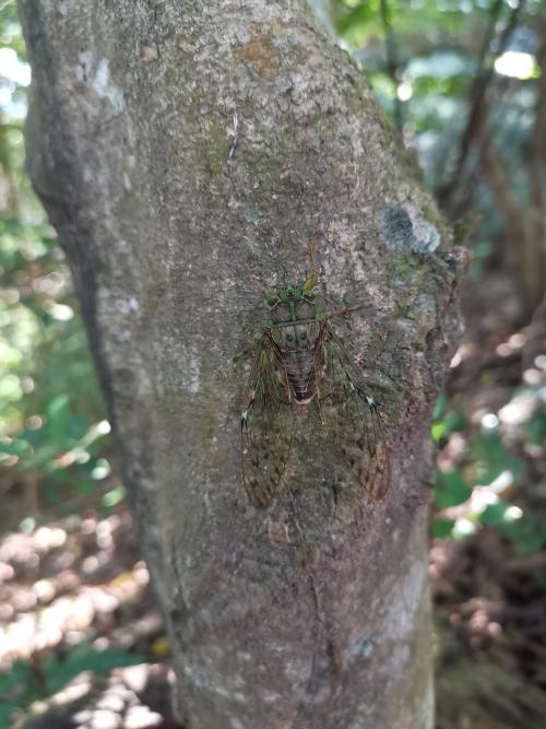 陽明山暮蟬