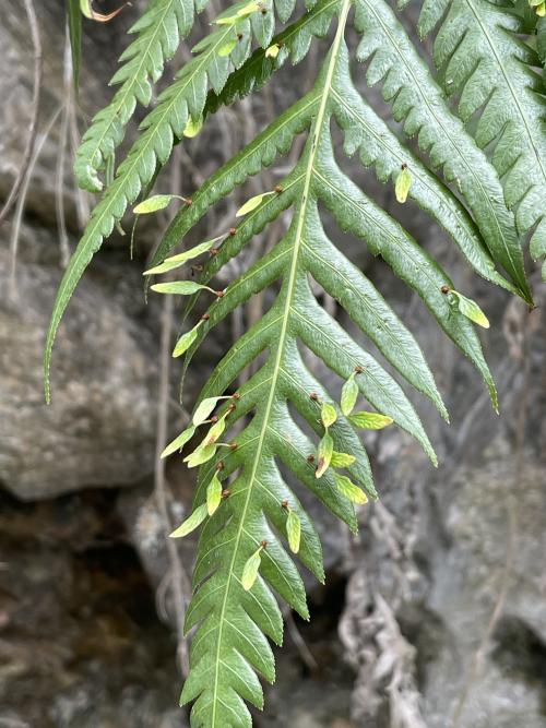 珠芽狗脊蕨