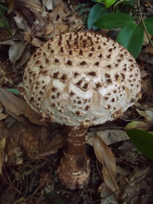 Amanita sculpta(刻鱗鵝膏)