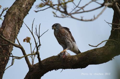 鳳頭蒼鷹吃大餐 鳳頭蒼鷹吃大餐