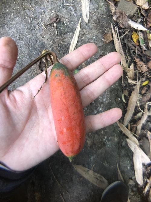王瓜