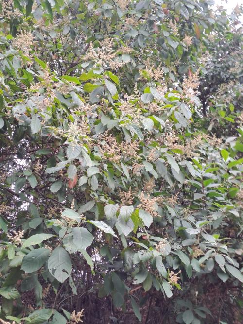 水錦樹 水錦樹