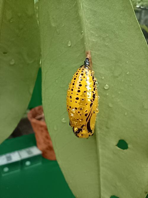 大白斑蝶 大白斑蝶