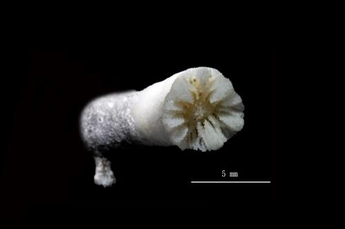 Balanophyllia crasiseptum_02