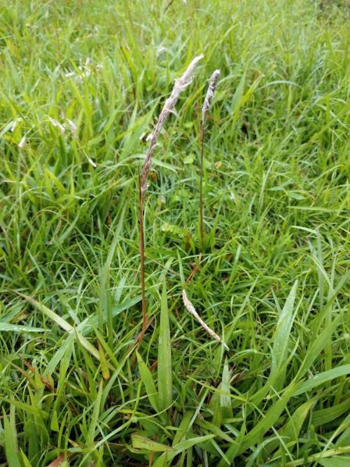 白茅 (茅針 茅根 茅草)
