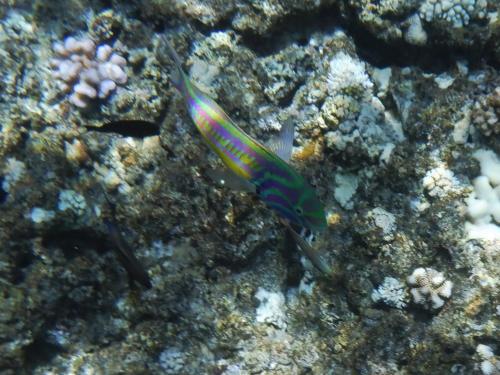五帶錦魚 五帶錦魚
