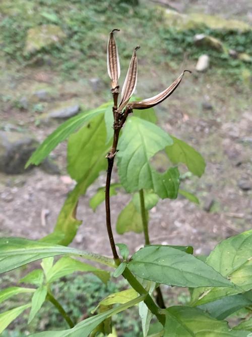 角桐草 角桐草