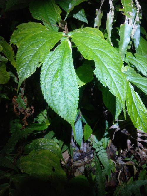 闊葉樓梯草