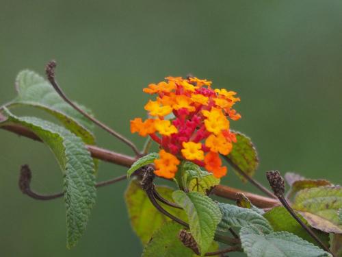 馬櫻丹
