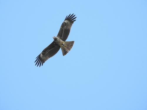 黑鳶 黑鳶