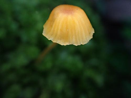 瘦臍菇 瘦臍菇