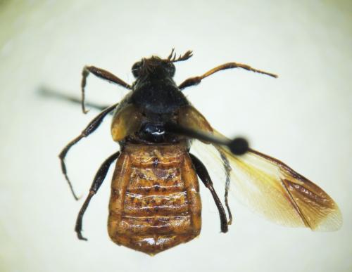 Ripiphorus tenthredinoides Gressitt, 1941 Ripiphorus tenthredinoides Gressitt, 1941