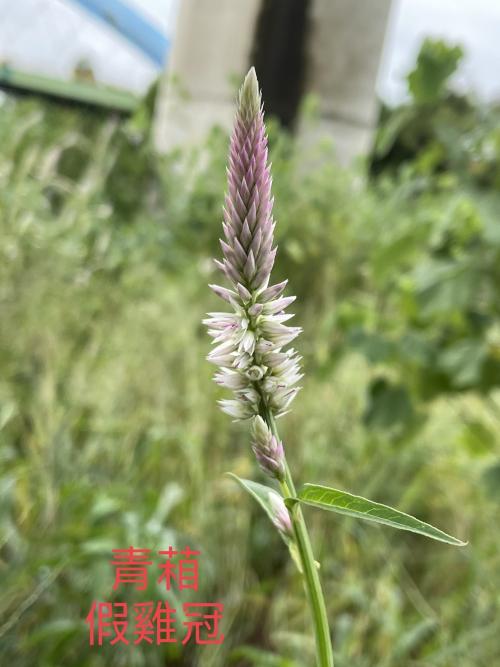 青葙