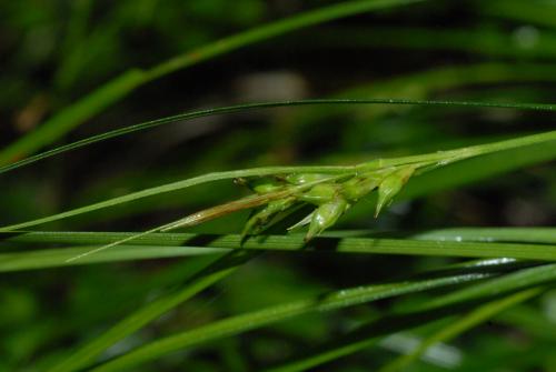 20120721_台東縣向陽林道LiaoCK3