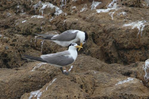 鳳頭燕鷗 鳳頭燕鷗