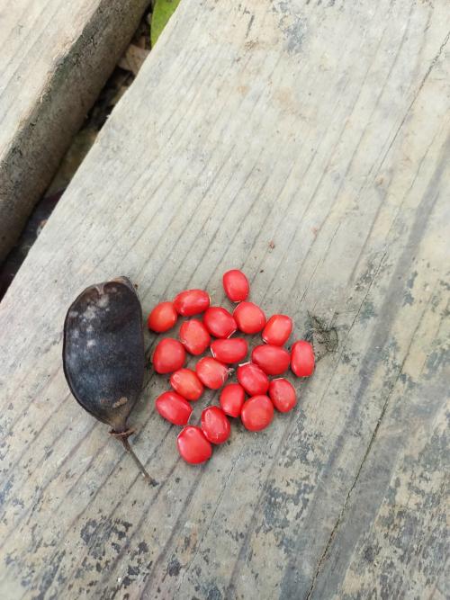 臺灣紅豆樹