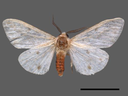Lemyra rhodophilodes[姬白污燈蛾][00045870]
