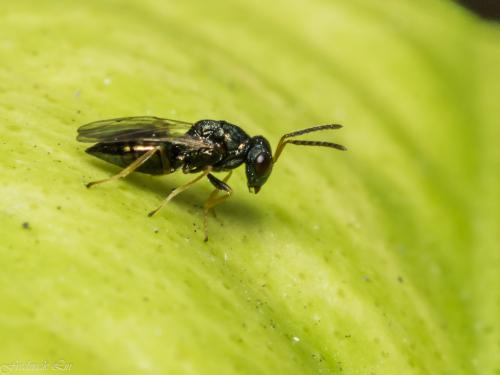 Eulophidae_001.jpg Eulophidae_001.jpg