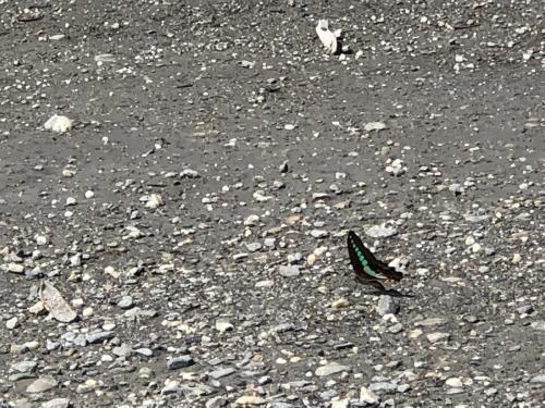 青鳳蝶