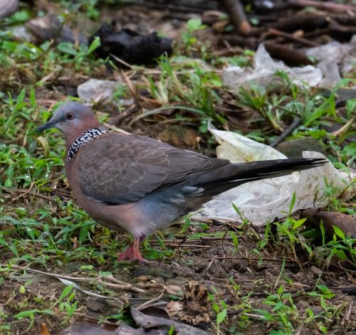 珠頸斑鳩(指名亞種) 珠頸斑鳩(指名亞種)