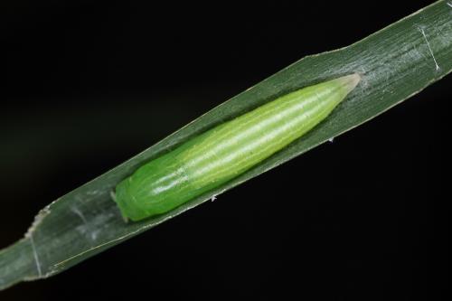 20090926_345452_Ampittia dioscorides etura_p.jpg 20090926_345452_Ampittia dioscorides etura_p.jpg