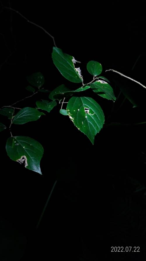 朴樹