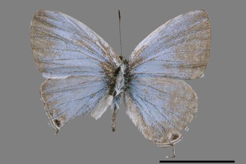 Catochrysops panormus exiguus[長尾波紋小灰蝶][00027210]