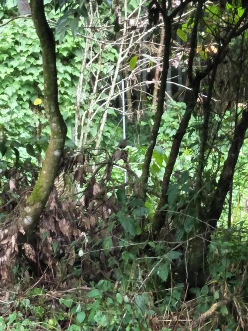 黃胸藪眉 黃胸藪眉