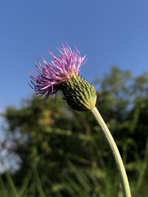 華薊
