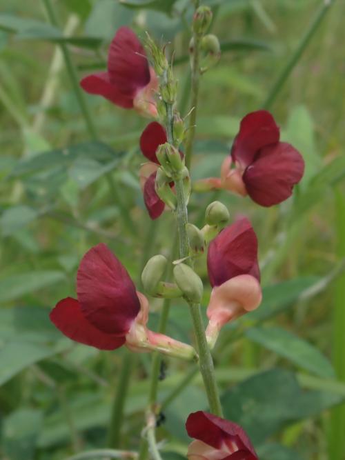 大翼豆 (長序菜豆) 大翼豆 (長序菜豆)