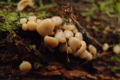 Cudonia lutea(黃地錘菌)