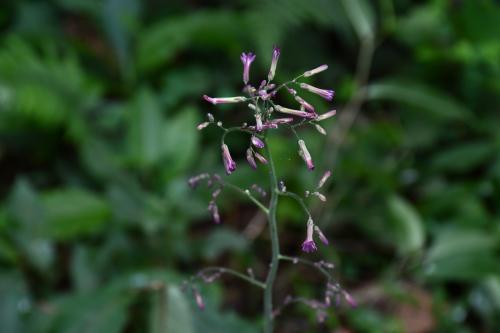 山苦藚