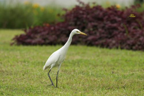 20090914_380124_Cattle_Egret_1526.jpg