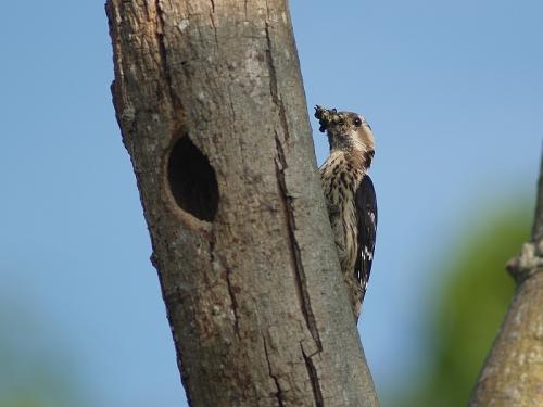 20090729_380491_Pigmy_Woodpecker_P4071437.jpg