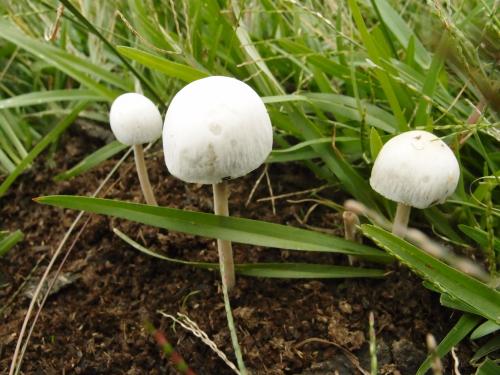 Panaeolus antillarum(安地列斯花褶傘)