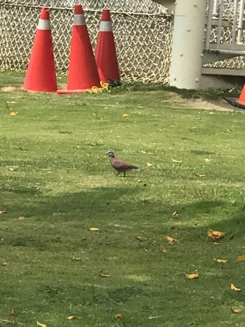 紅鳩 紅鳩