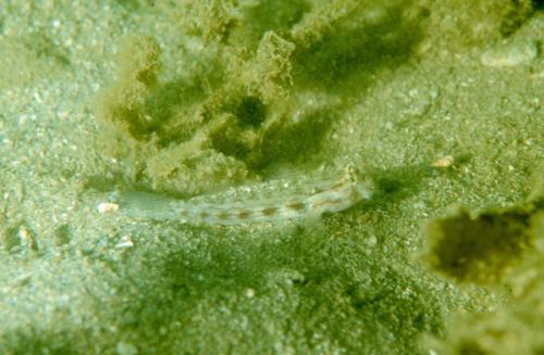 Gnatholepis cauerensis@fishdb-media-5749 Gnatholepis cauerensis@fishdb-media-5749