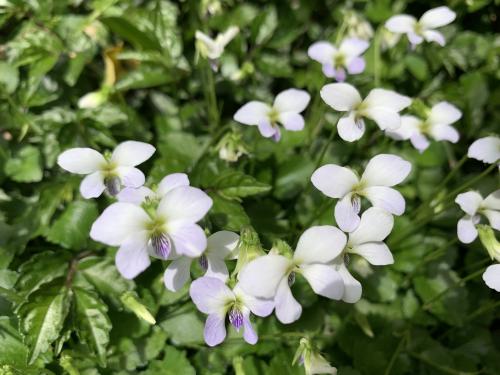 台北堇菜