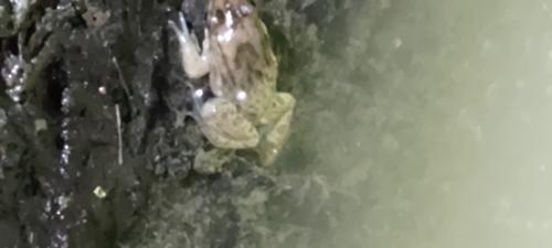 海蛙 海蛙