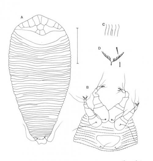 Diptilomiopus hexogonus Huang, 2001