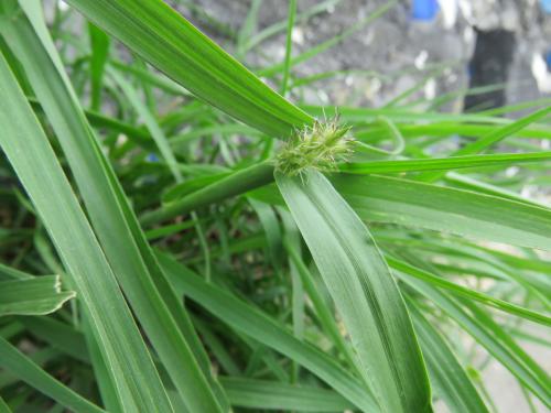 蒺藜草 (黐頭芒) 蒺藜草 (黐頭芒)