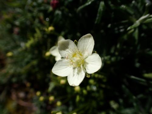 梅花草