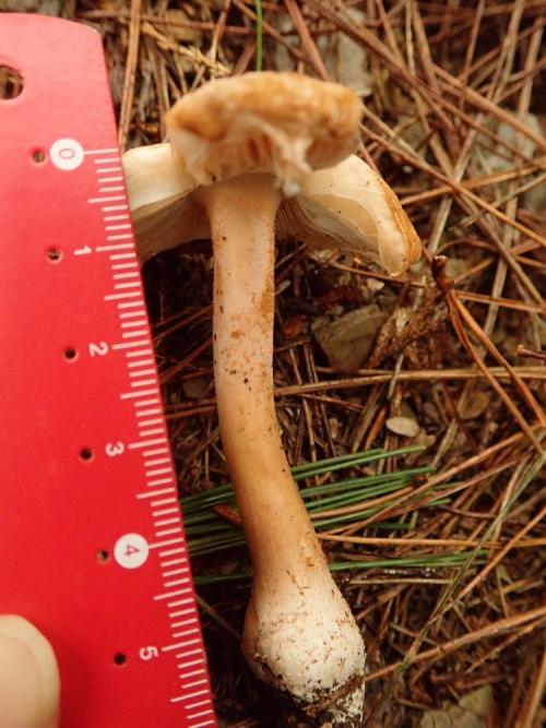 Amanita siamensis(泰國鵝膏)