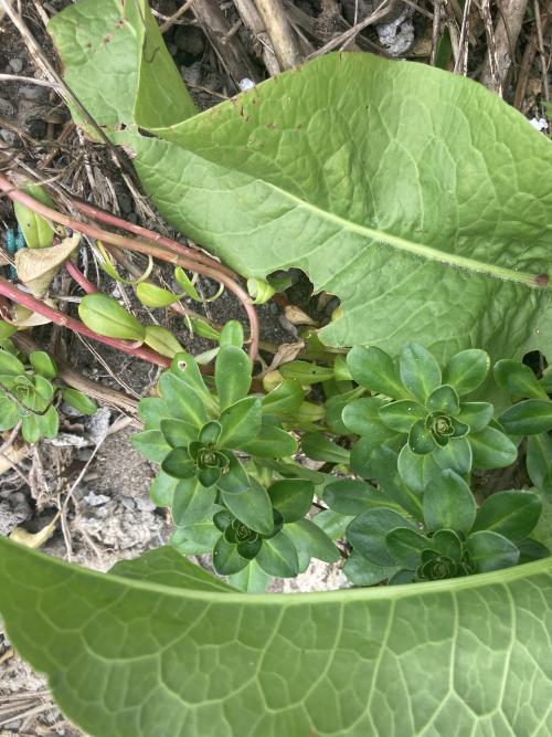 茅毛珍珠菜 茅毛珍珠菜