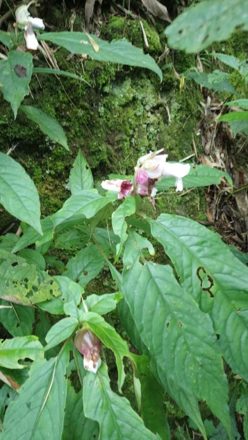 角桐草 角桐草