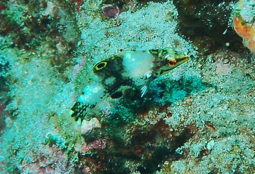 Halichoeres hortulanus @fishdb-media-623