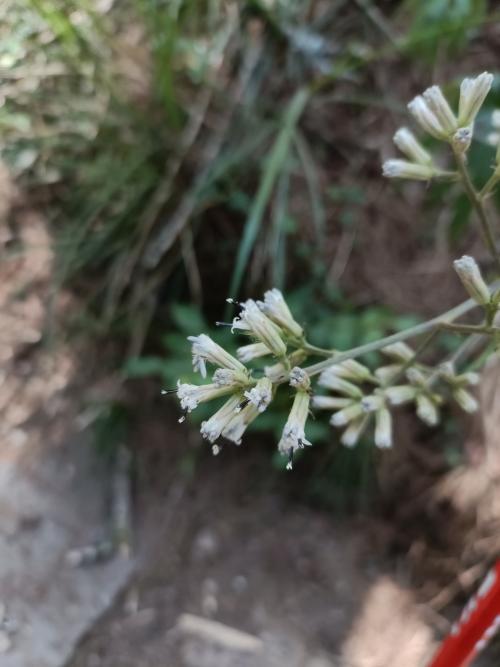高山破傘菊 高山破傘菊