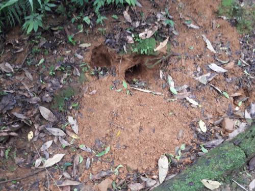 臺灣穿山甲 臺灣穿山甲