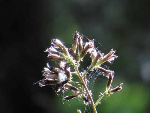 高山破傘菊 高山破傘菊